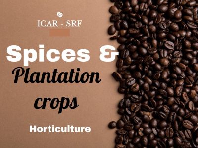 ICAR - SRF  2025 Horticulture >> Spices and Plantation Crops
